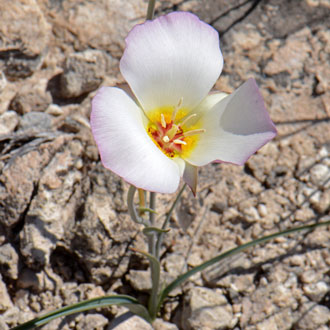 Calochortus nuttallii, Sego Lily